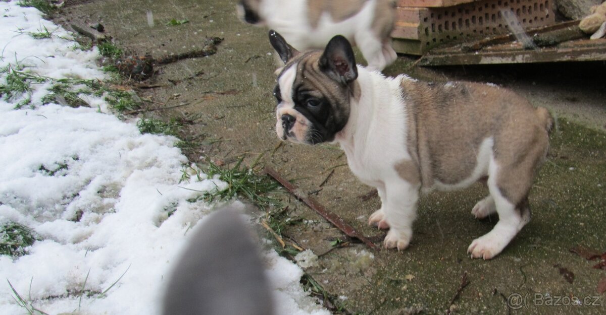 Francouzský buldoček bez PP - 4
