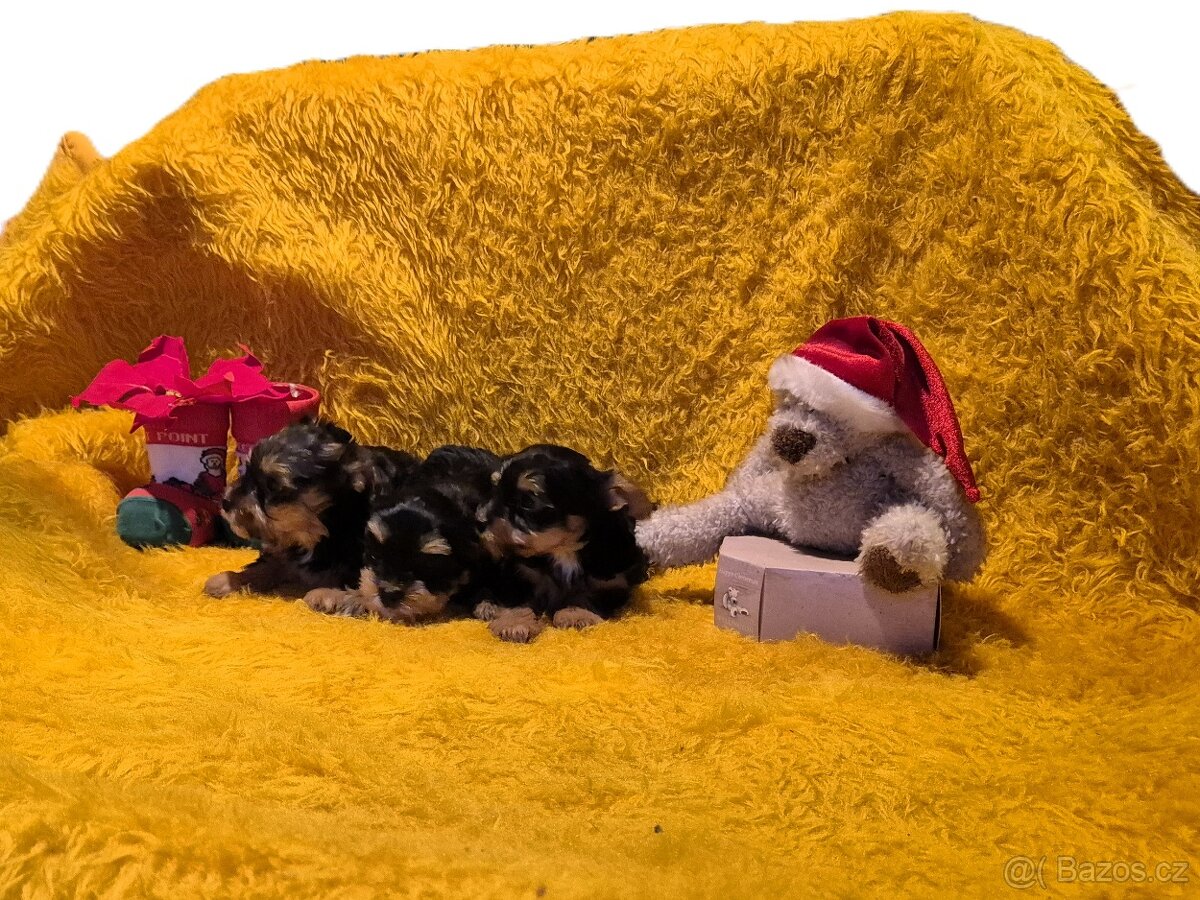 Jorkšírský teriér biewer bez pp - 4