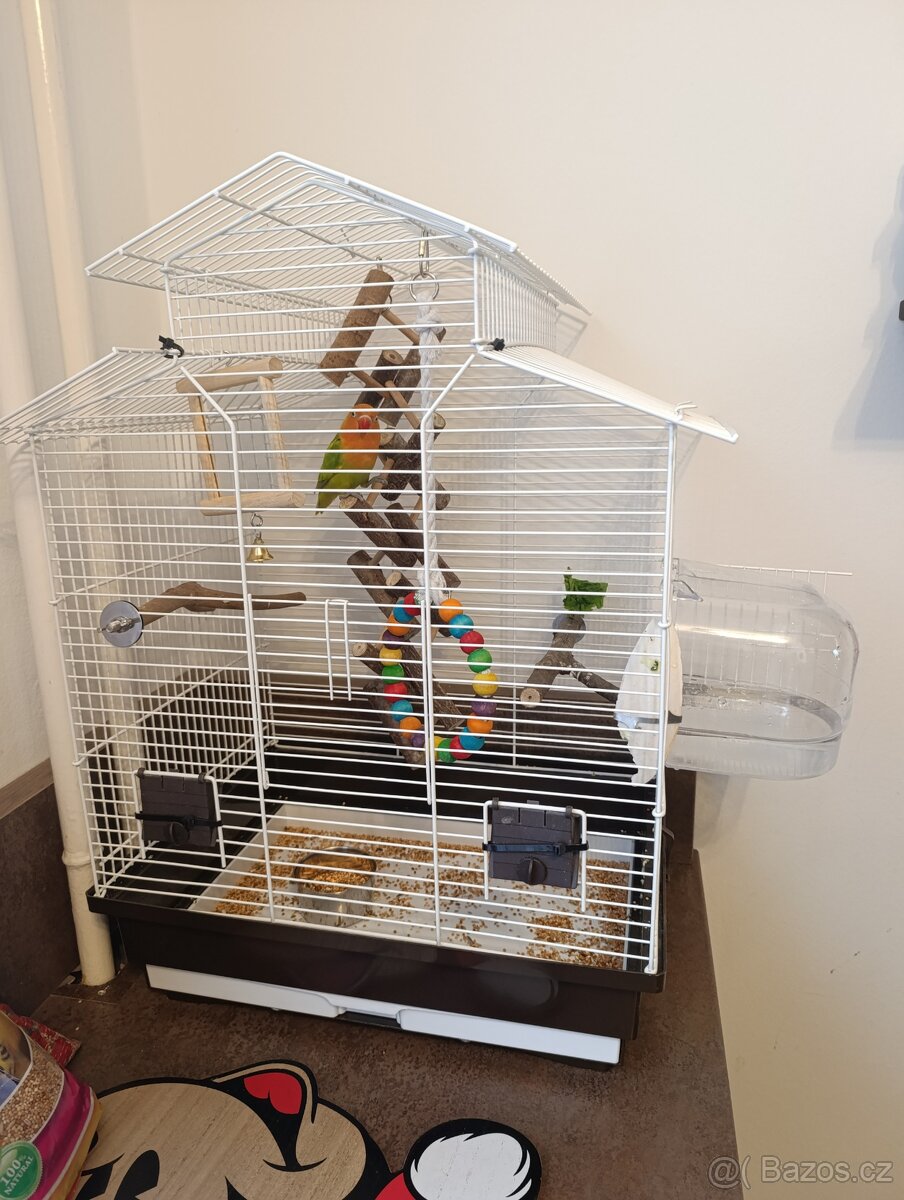 Agapornis-papoušek Fischerův vč.vybavení - 4