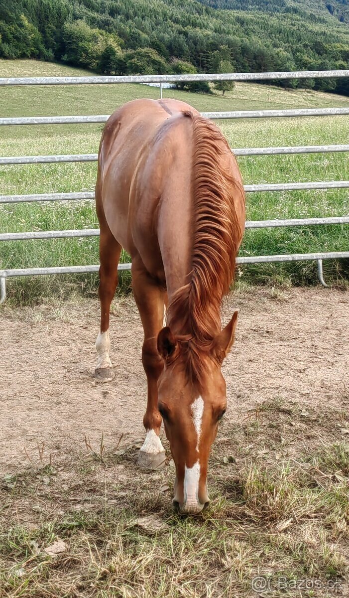 Mladý žrebec QH - 4