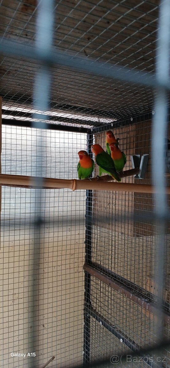 Prodám agapornis fišeruv - 4