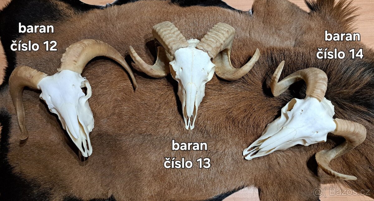 Trofeje, baran - 4