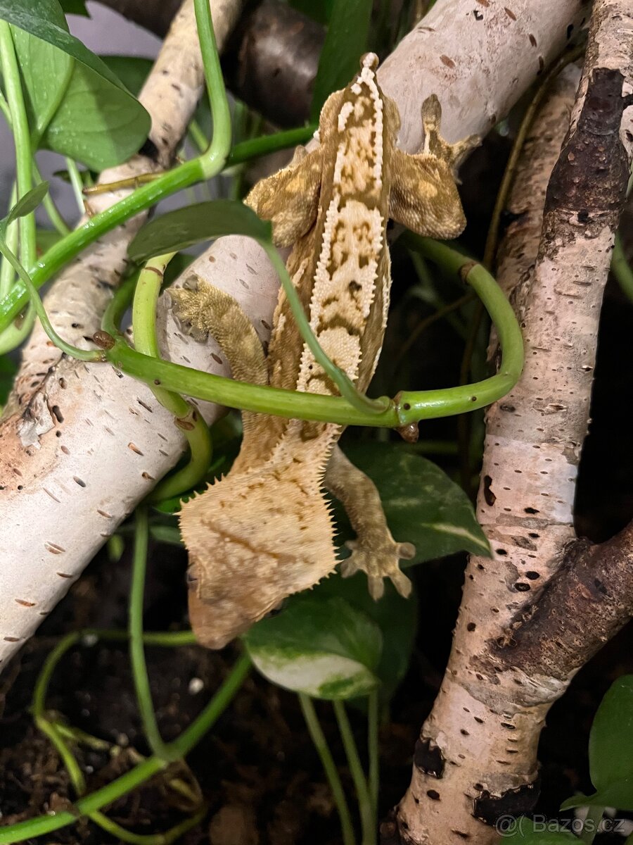 Pagekon řasnatý - 4