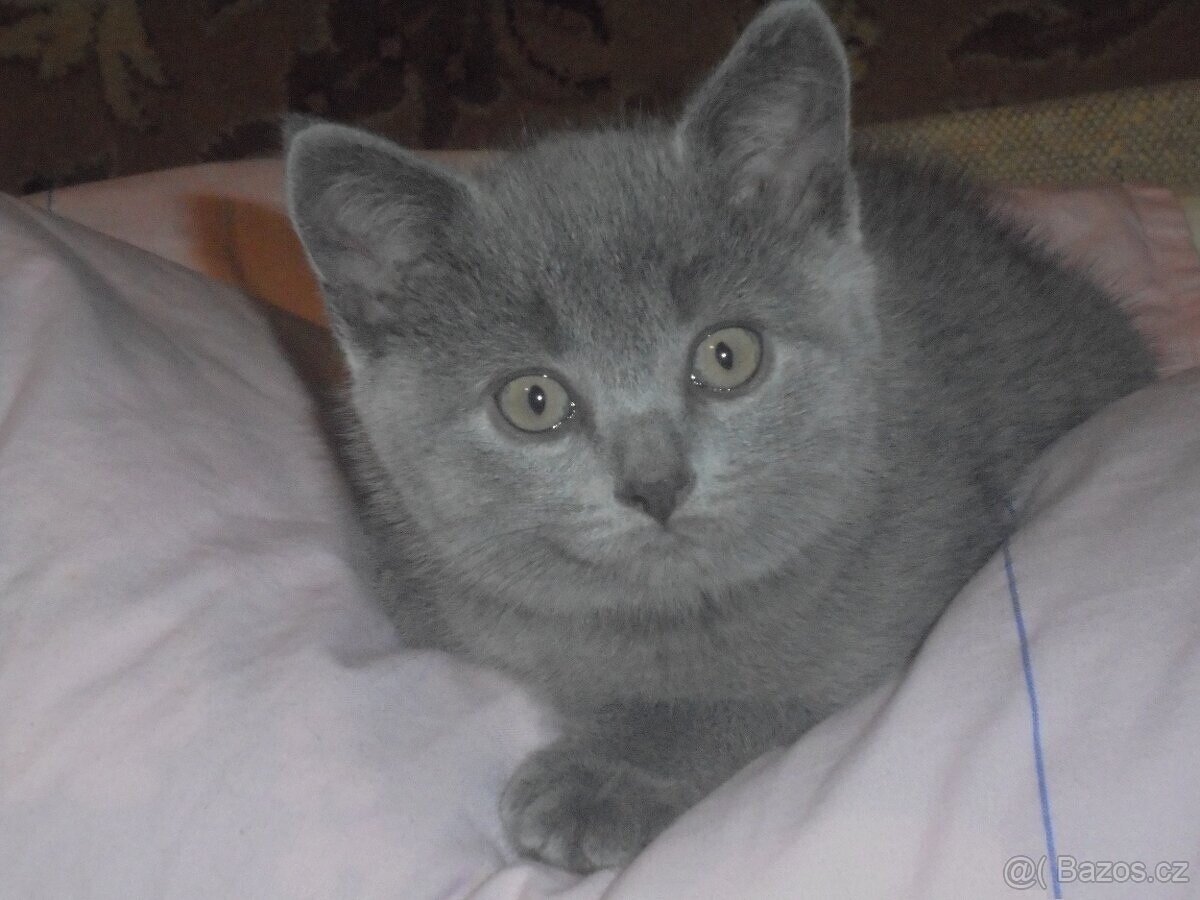 Britská koťata - 4