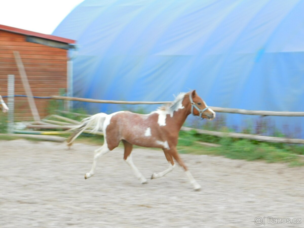 dvouletý pony - 4
