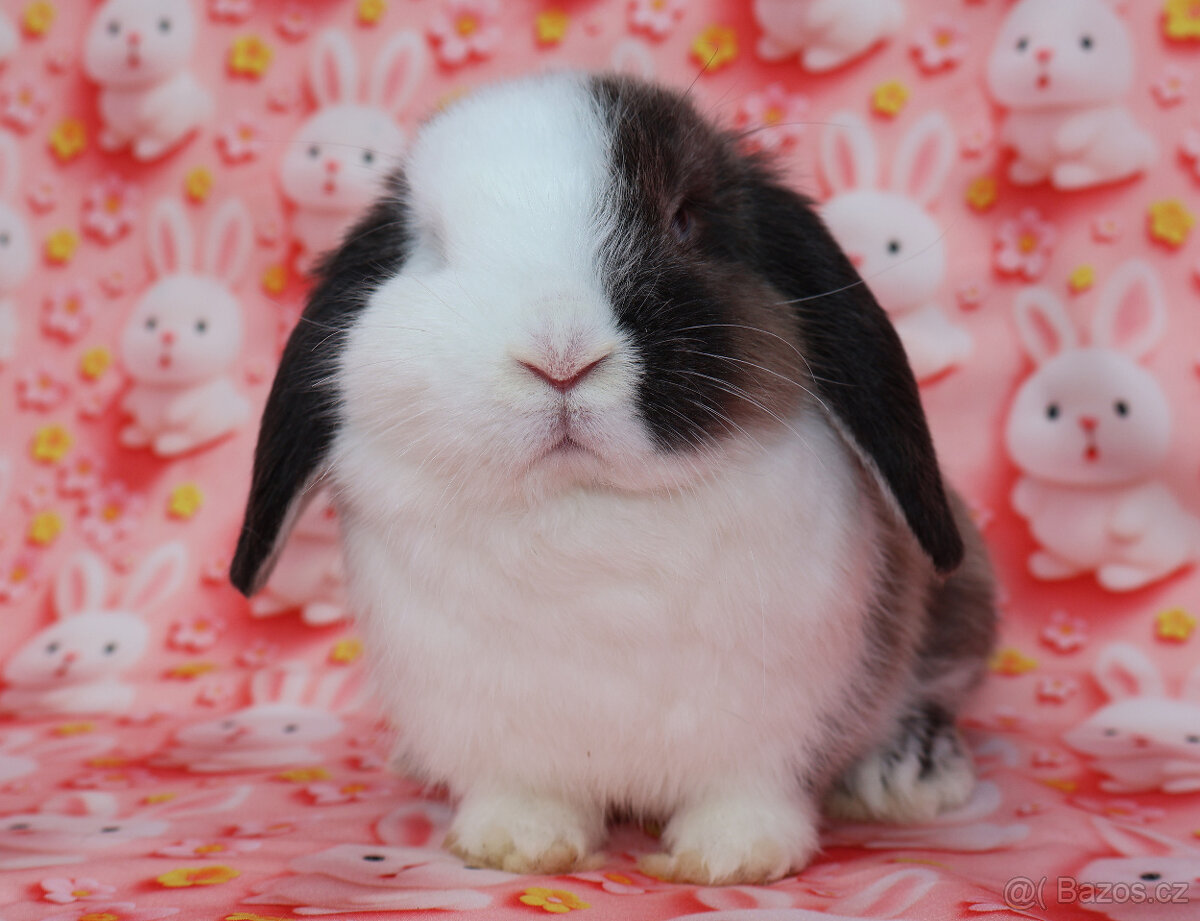 Zakrslý beránek modrooká samička s VP . - 4