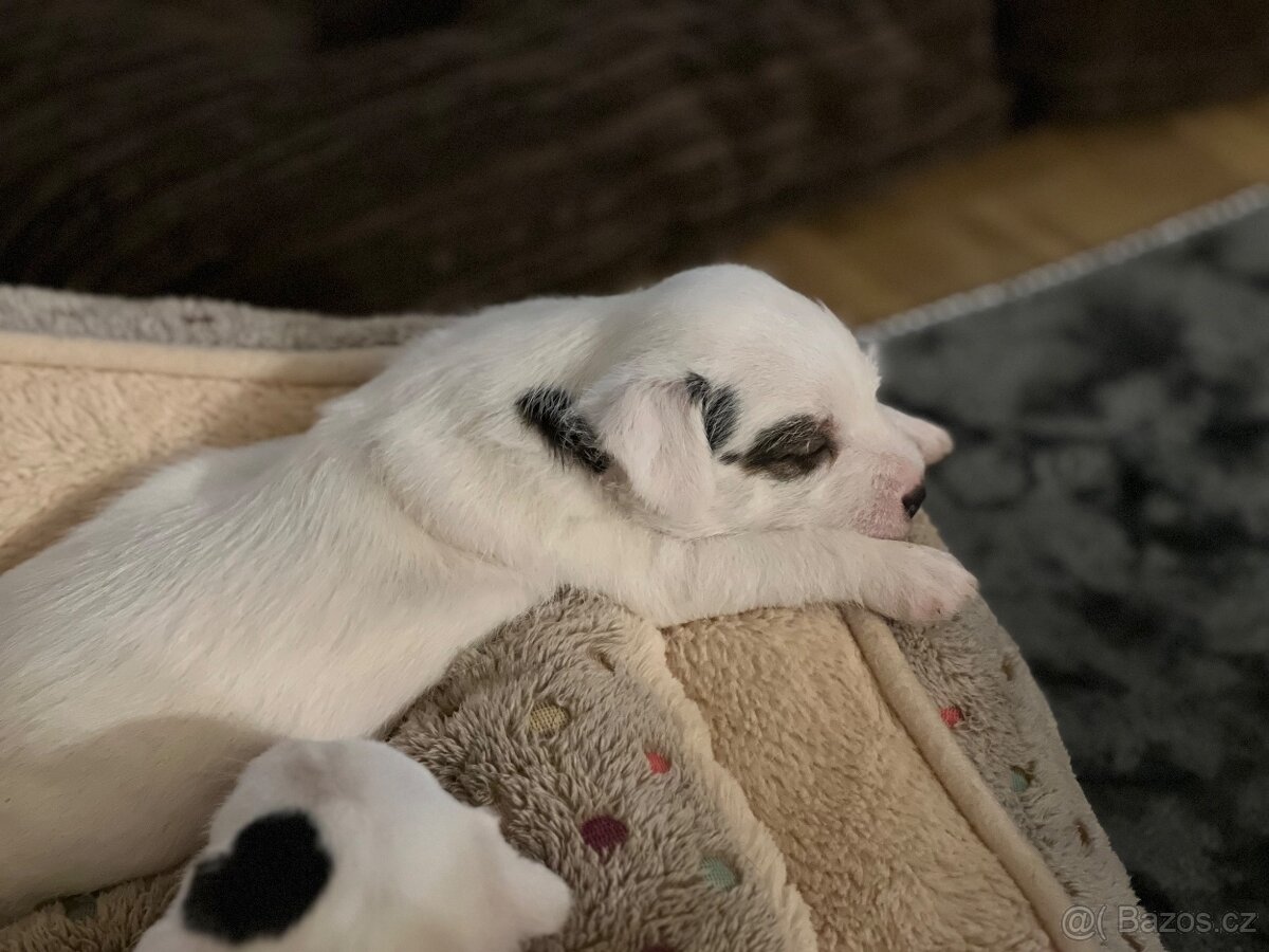 Štěně Parson russel teriér bez pp - 4