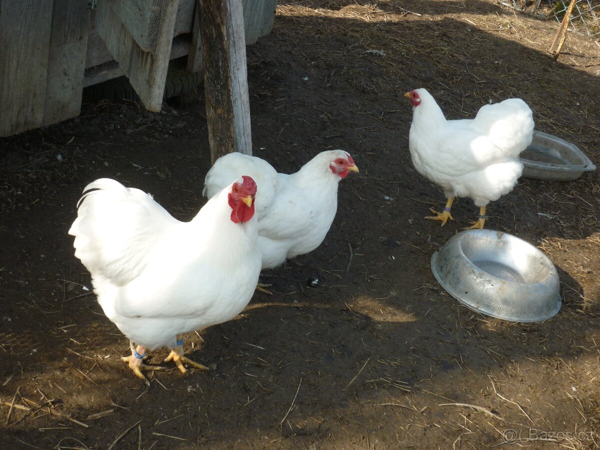 zdr wandotka bílá NV - 4