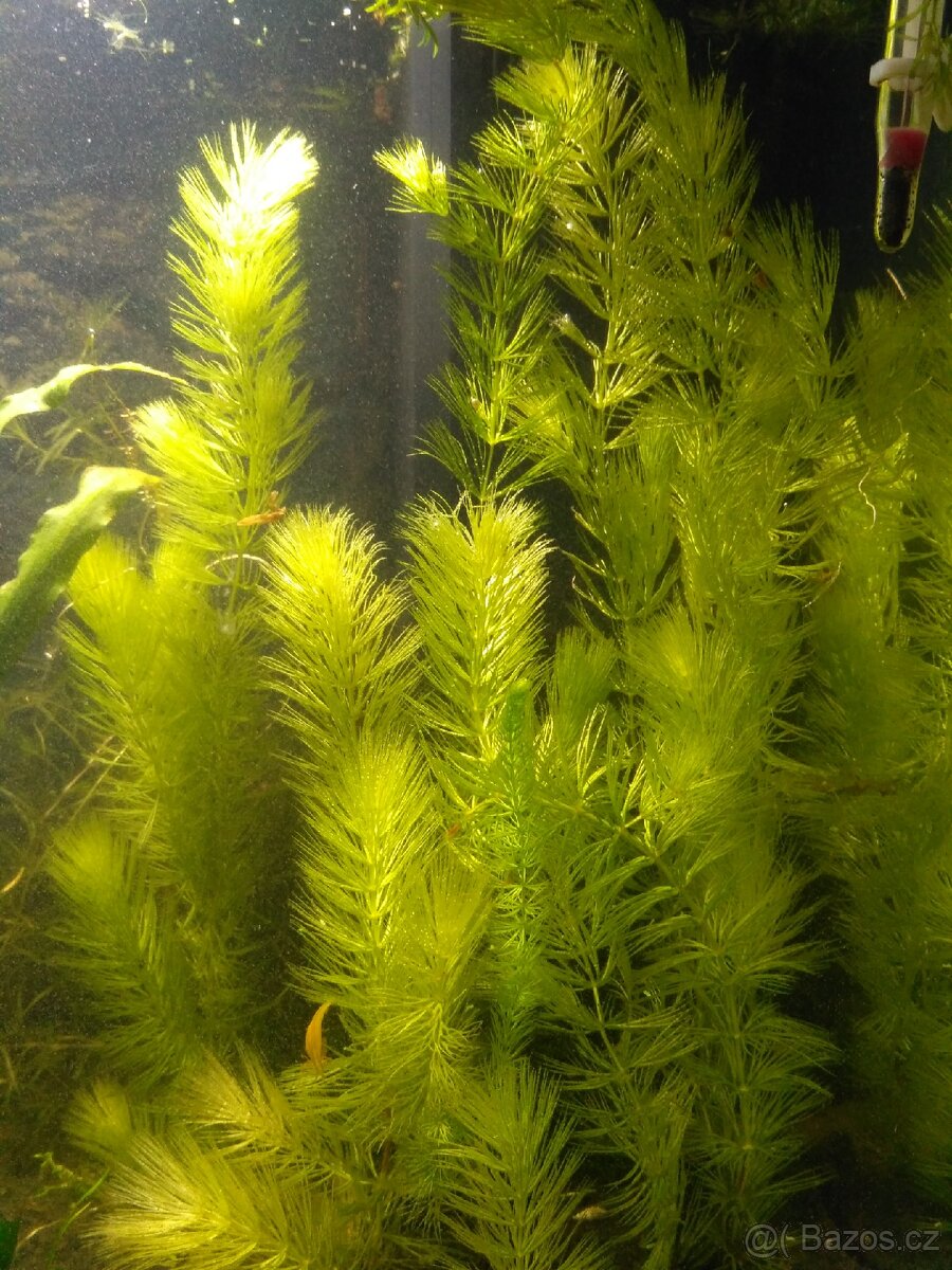 akvarijní rostliny - 4