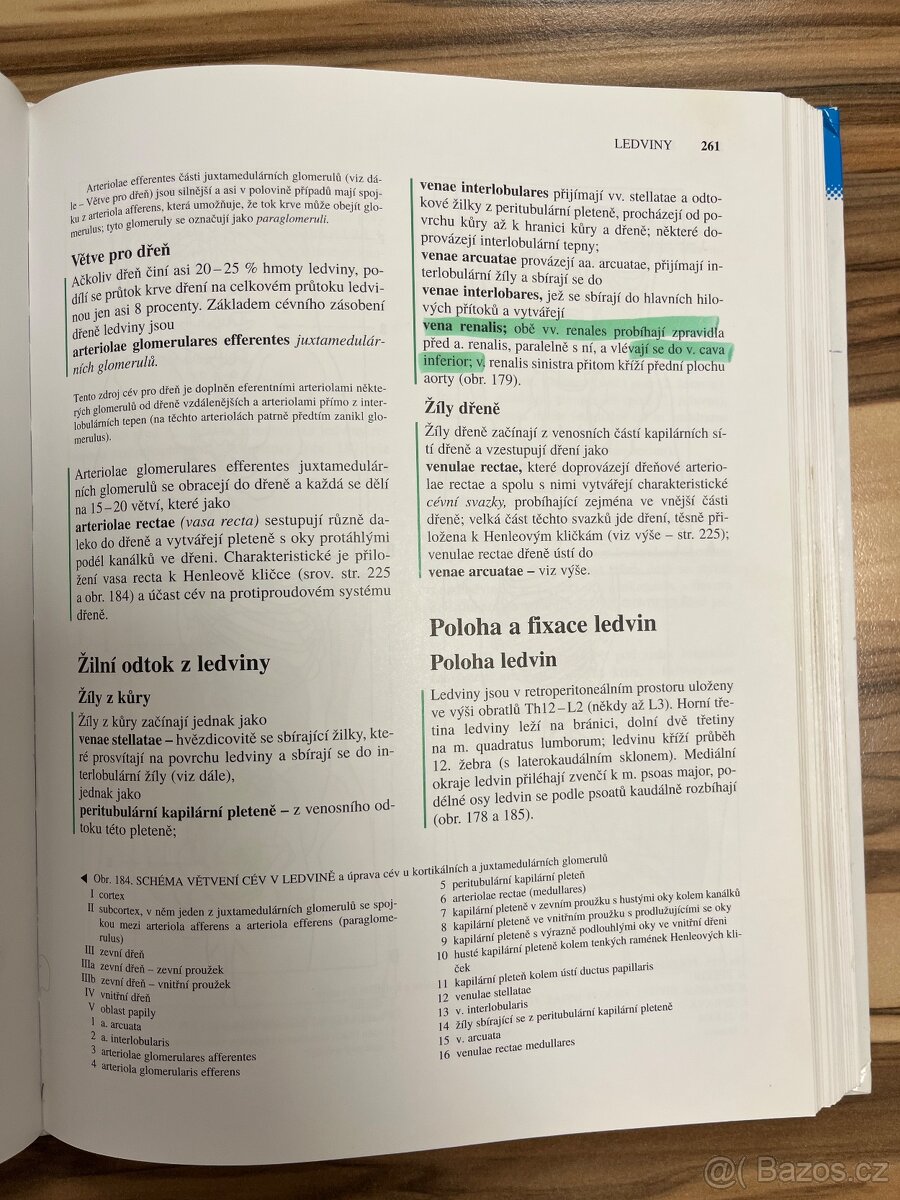 Anatomie 2 - Čihák - 4