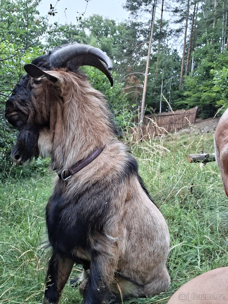 Mlade kozy na prodej - 4