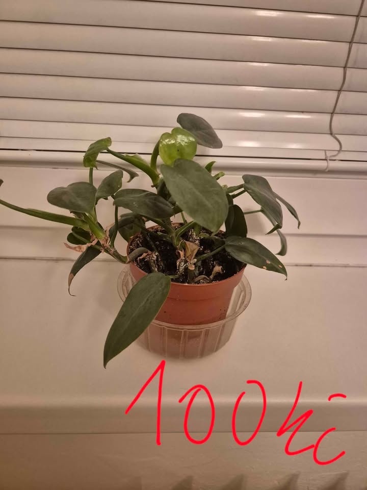 pokojové květiny- Brno sever - 4