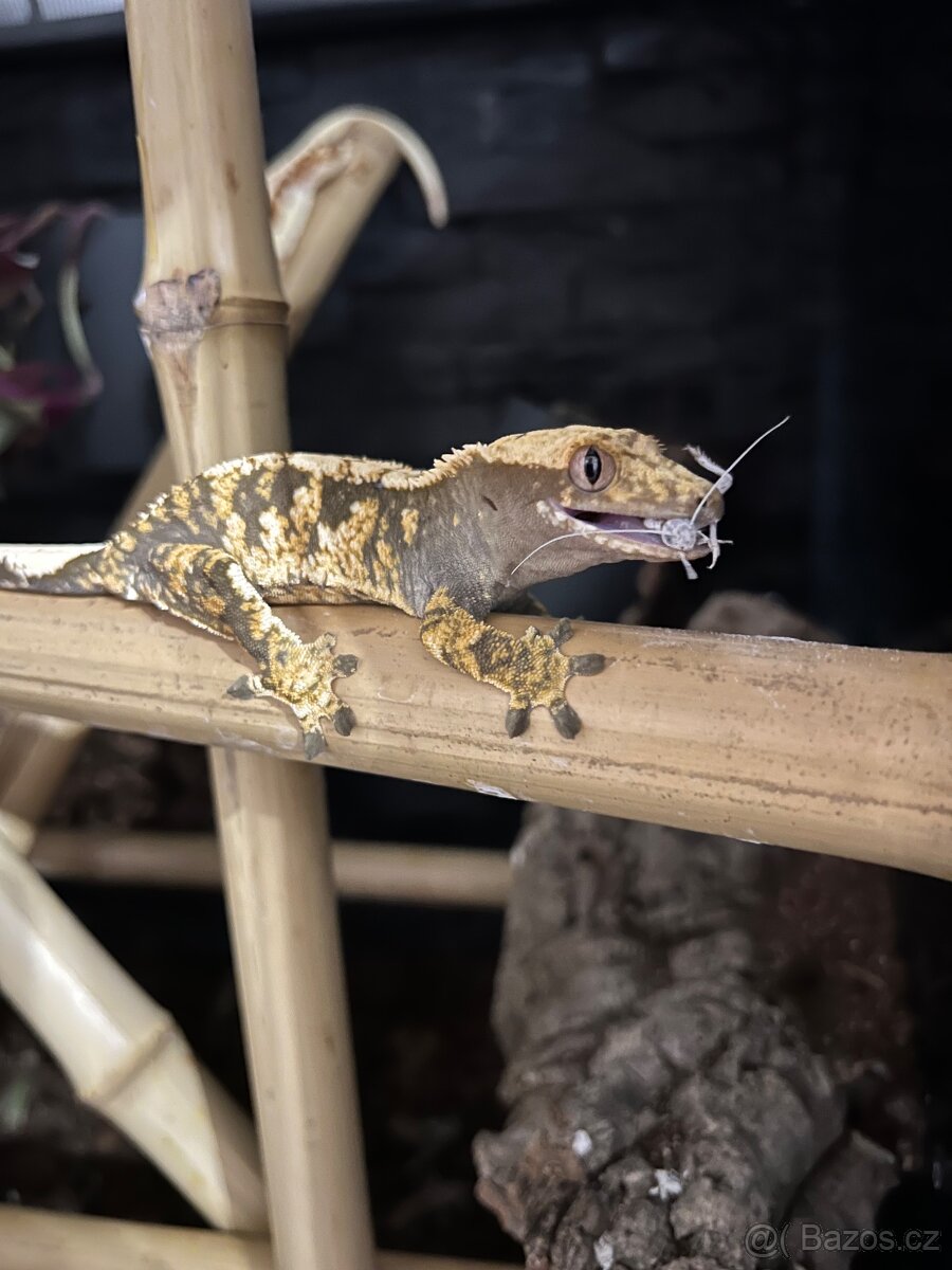 Terarium Reptiplanet 60x45x60 - 4