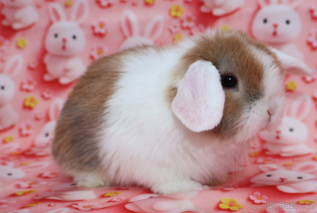 WO Zakrslý beránek s VP . Samička . - 4