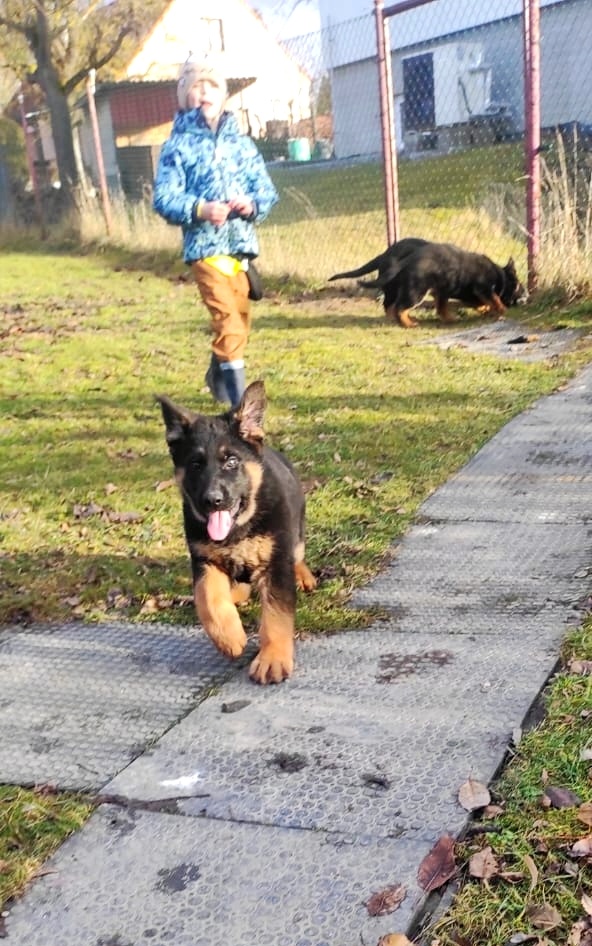 Německý ovčák - štěňata s PP - 4