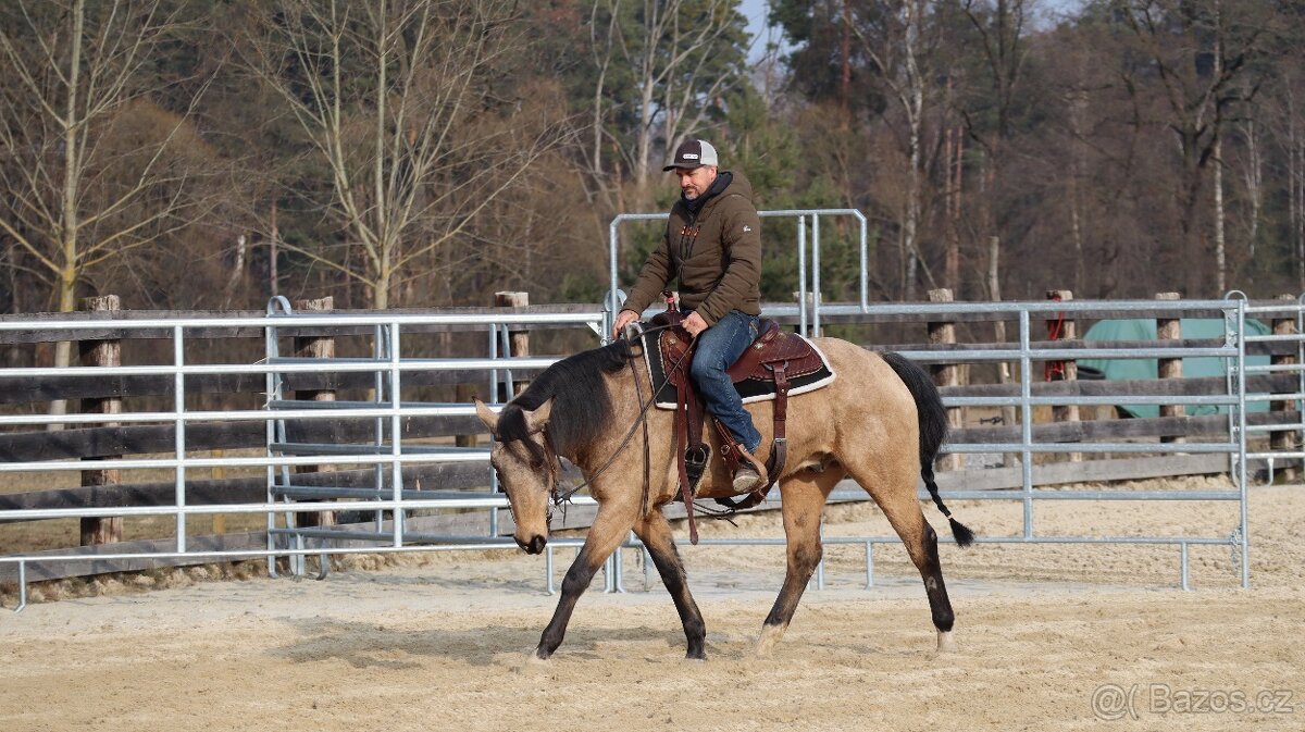 Appaloosa valach - 4