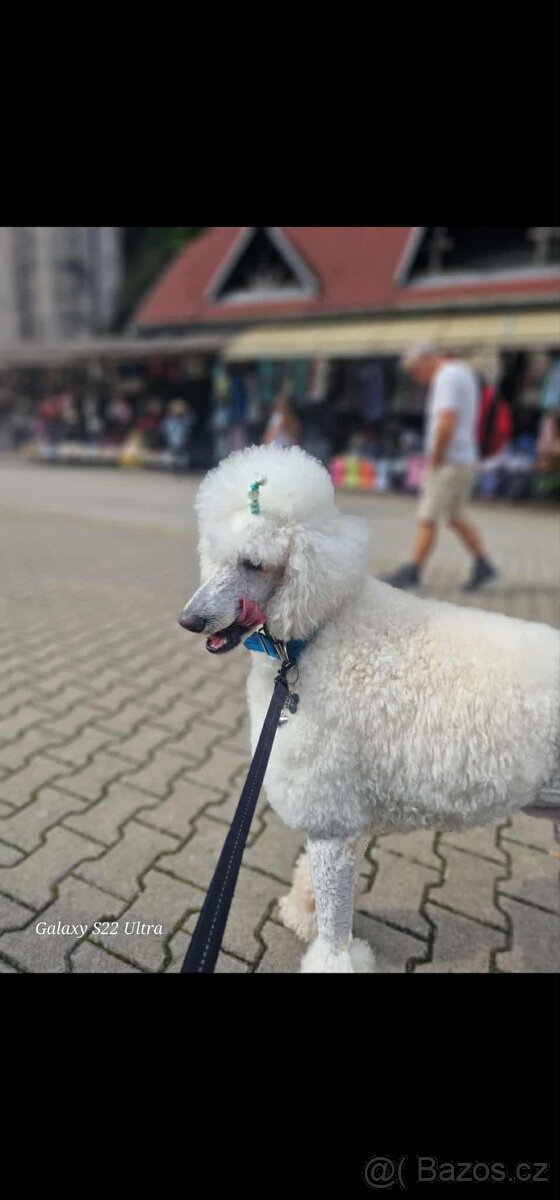 Pudl královský a zlatý retrívr - 4