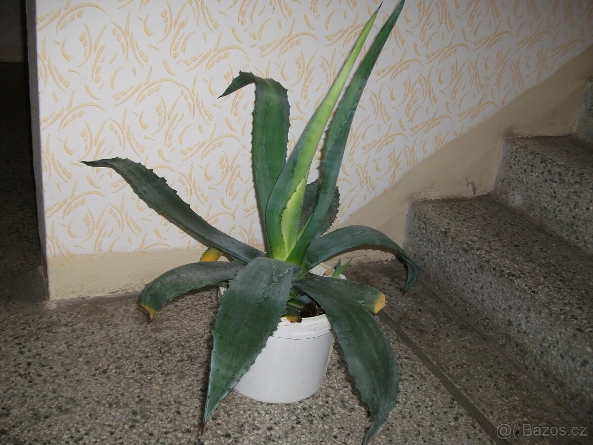 Palma yucca. + další velké pokojové květiny - 4