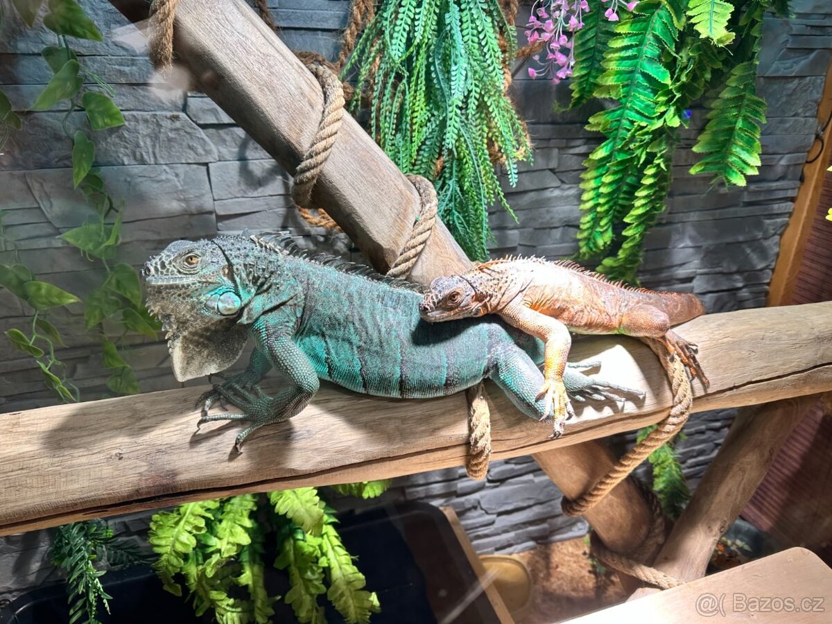 1,2 leguán zelený - 4