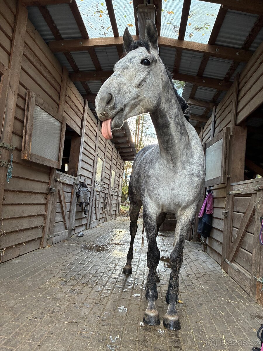 Prodám A1/1 valacha - 4