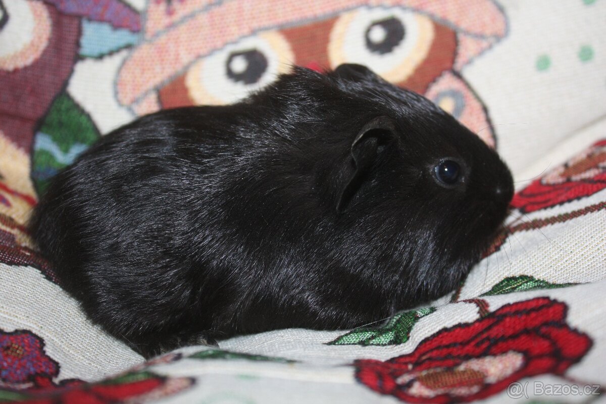 Morče , morčata z chs - 4