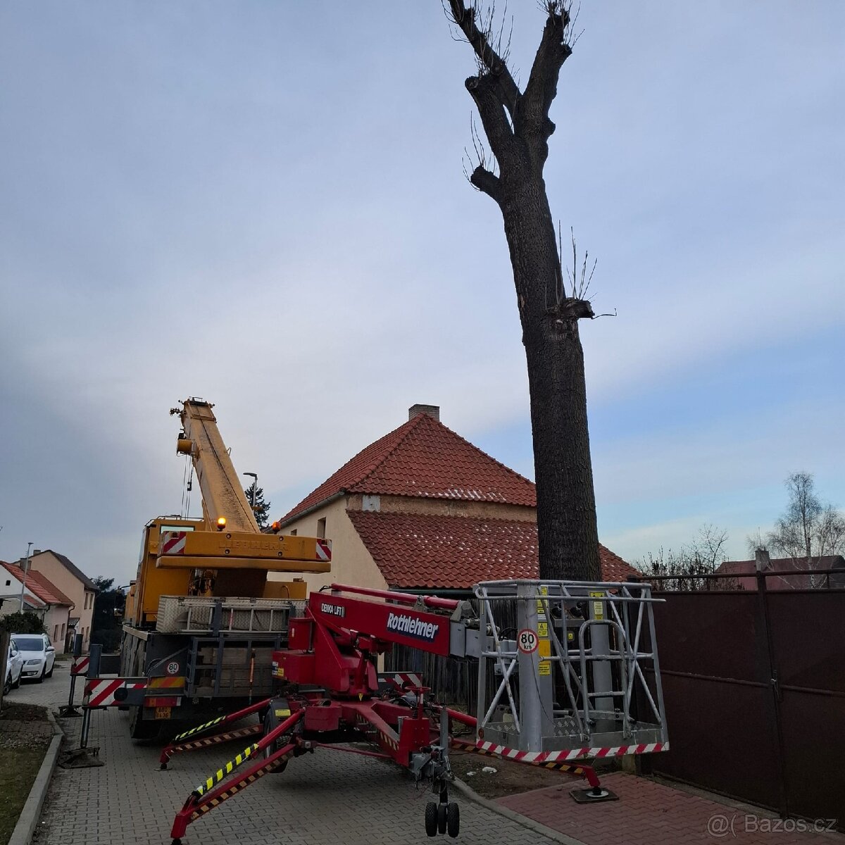 Kmen jasan- jasanove drevo - 4