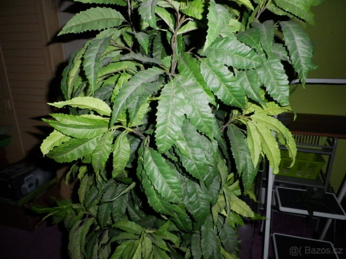 Umělý strom do bytu, hustý, velký-145 cm - 4