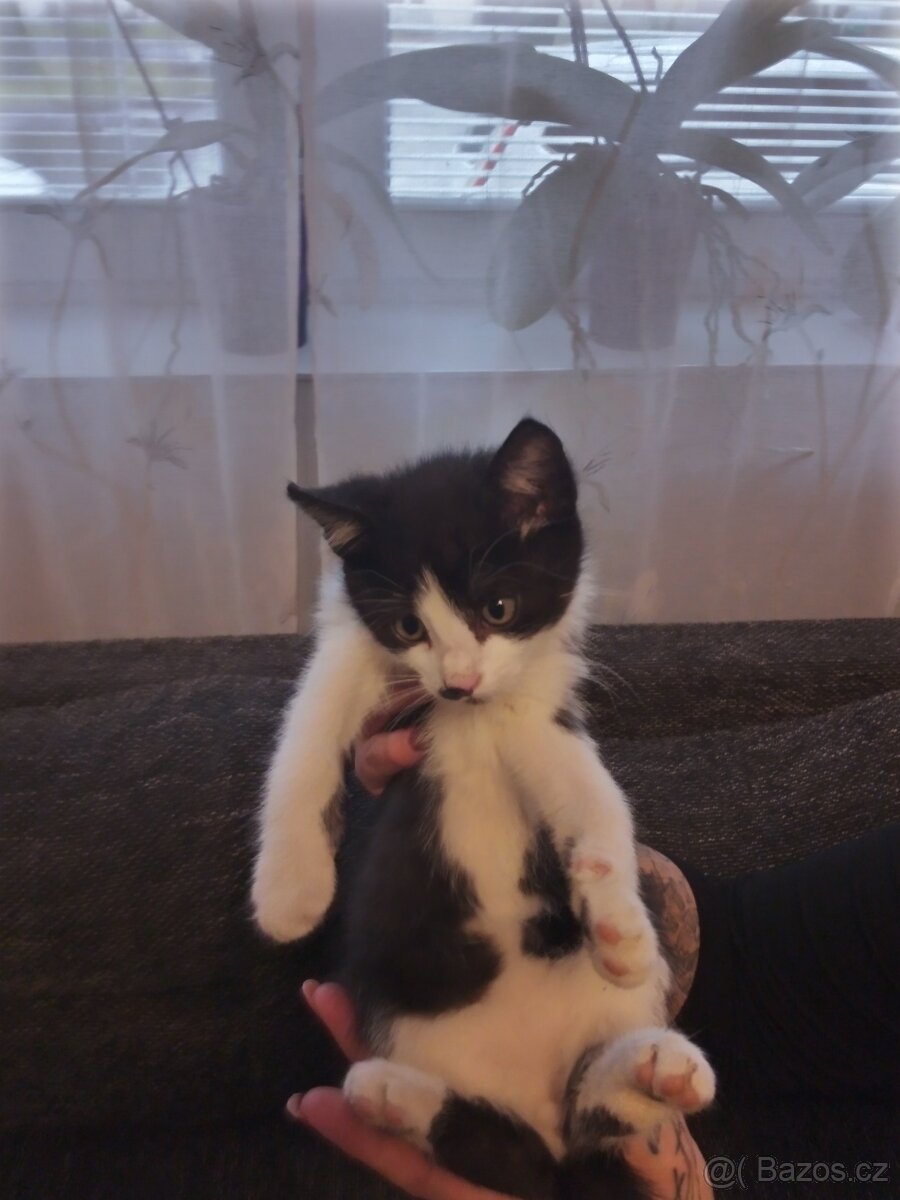 Daruji koťátka - 4