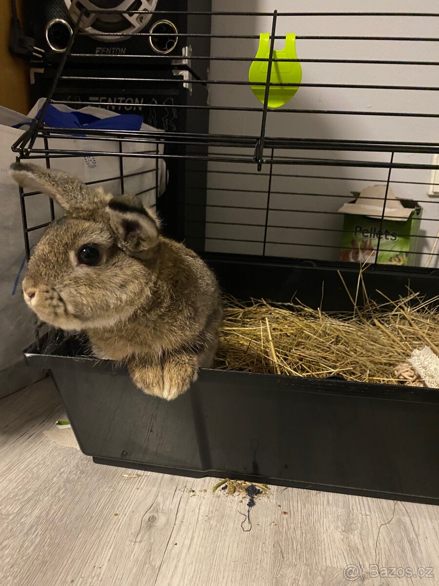 Zakrslý králík - 4