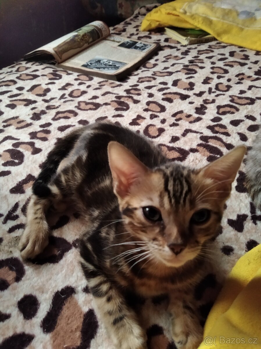 Bengálské koťátka s PP - 4