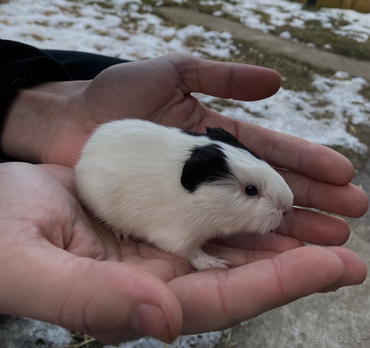 Morče - sameček,samička - 4