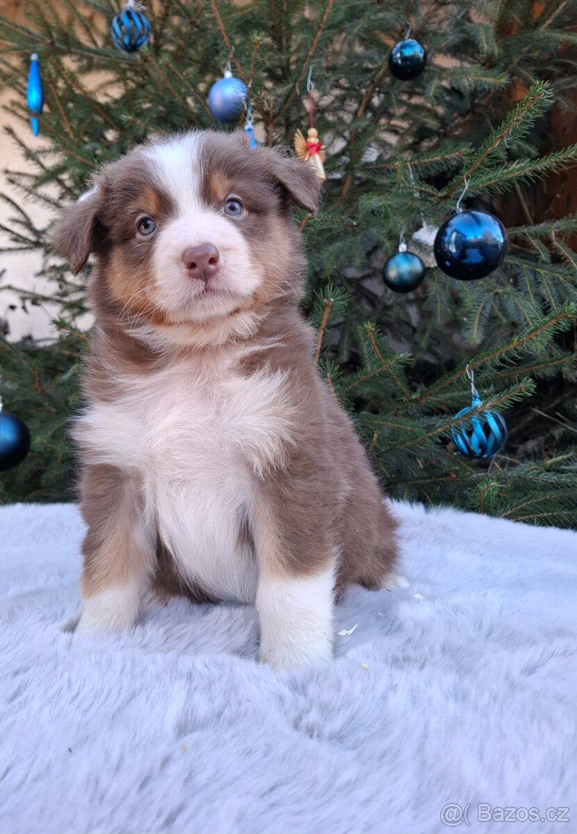 Australský ovčák s PP - 4