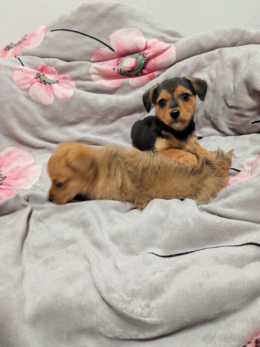 Jorkšírský teriér x pinč - 4