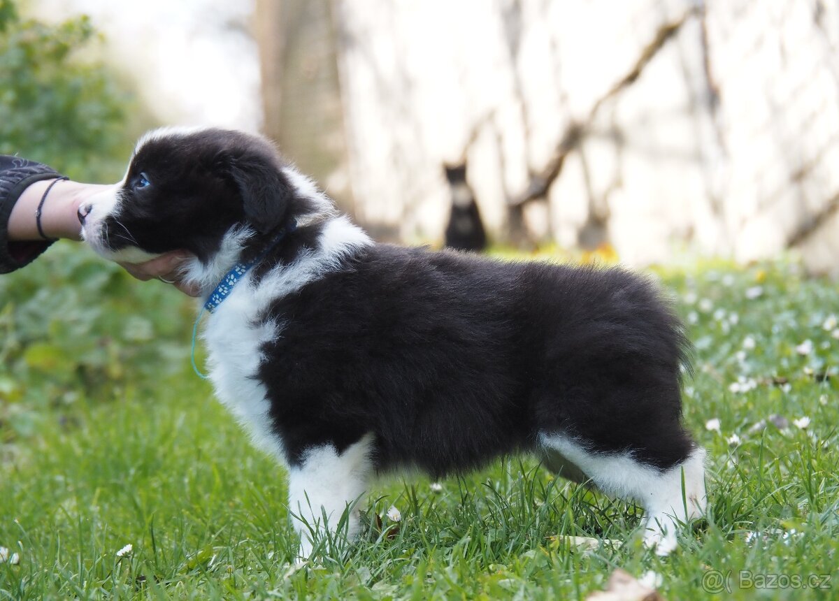 Border kolie s PP - kluk - 4