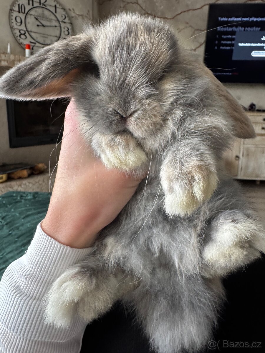 Minilop zakrslý králíček - 4