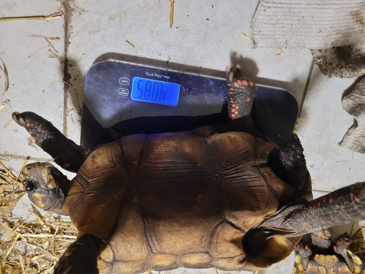 Chovné želvy uhlířské - 4