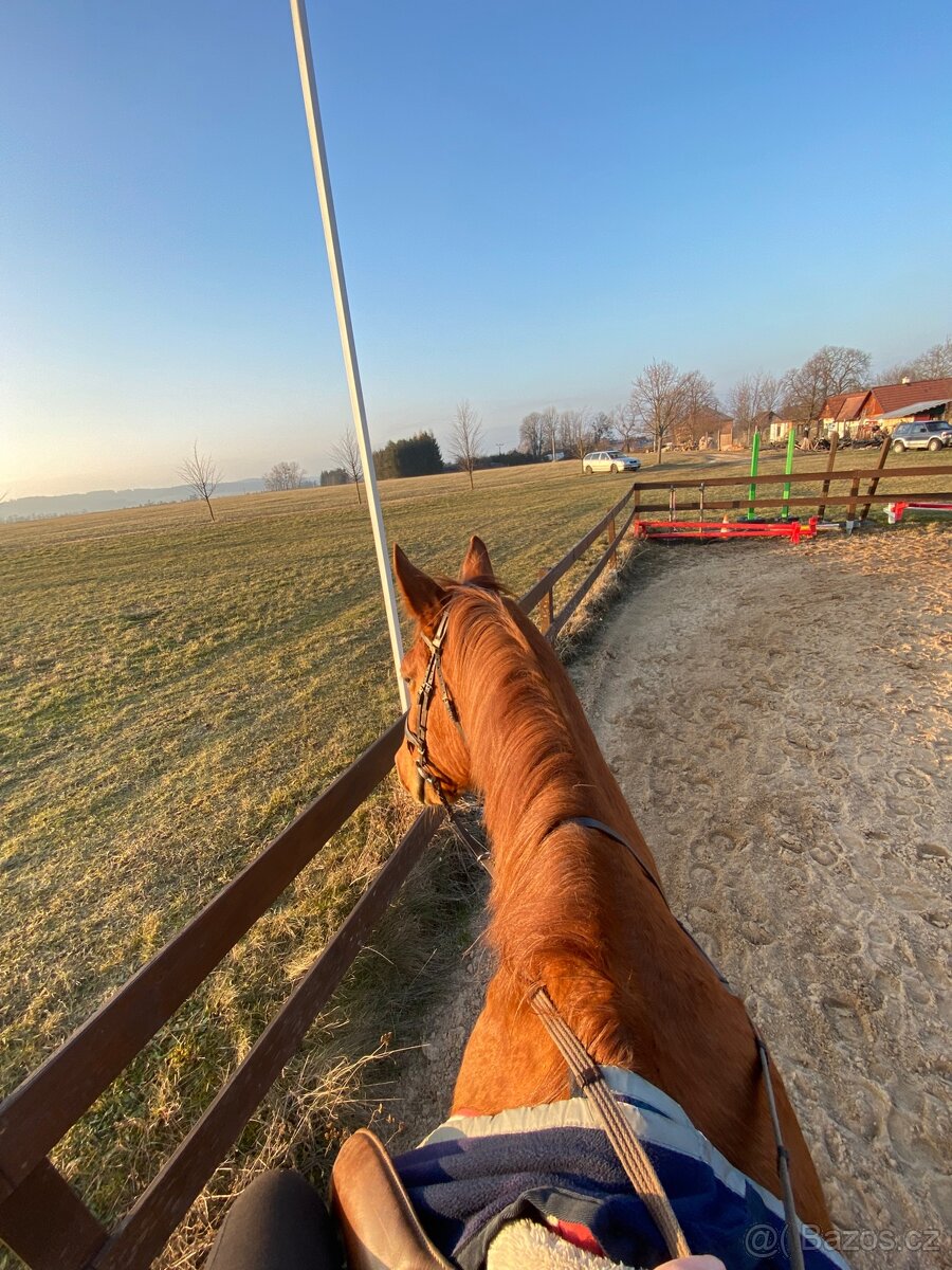 Pronájem hodného valacha ČT - 4