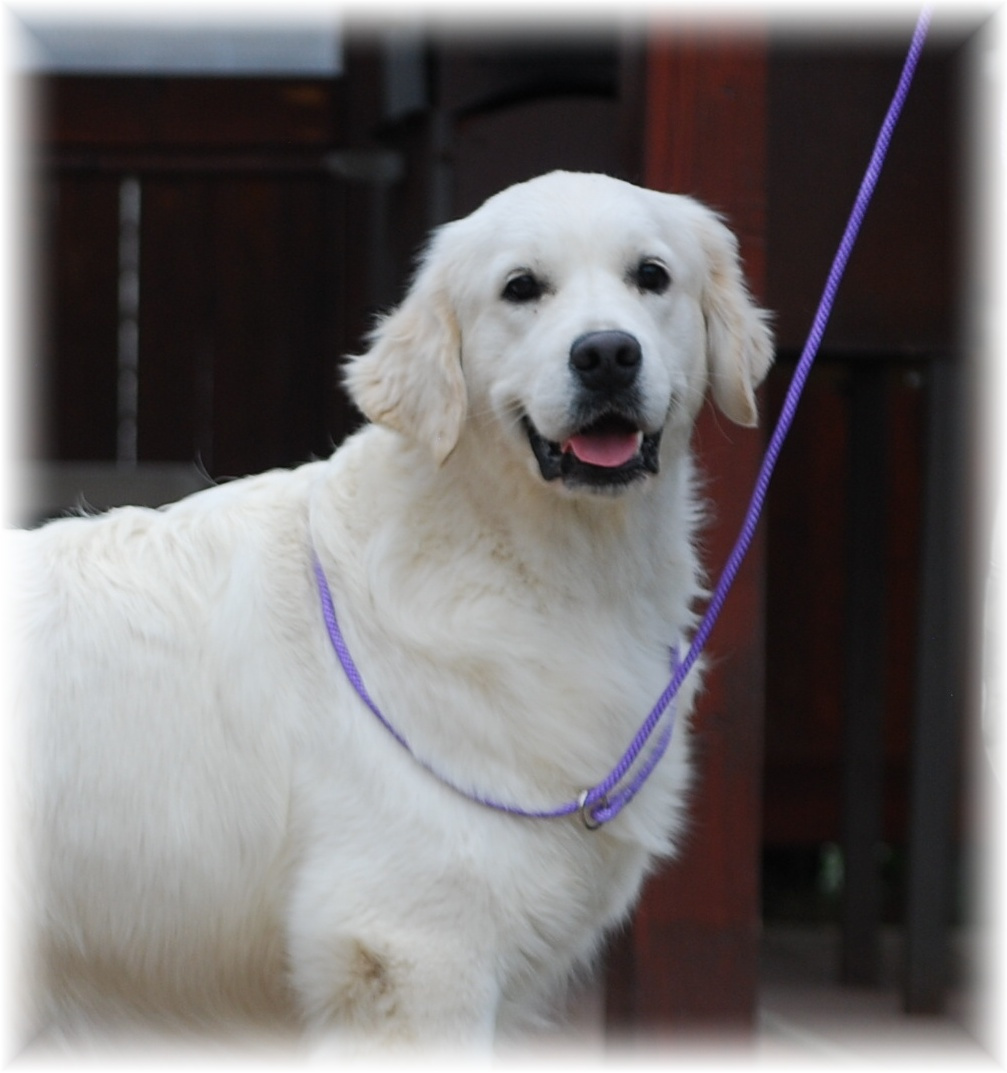 Zlatý retriever - krásná smetanová štěňátka s PP - 4