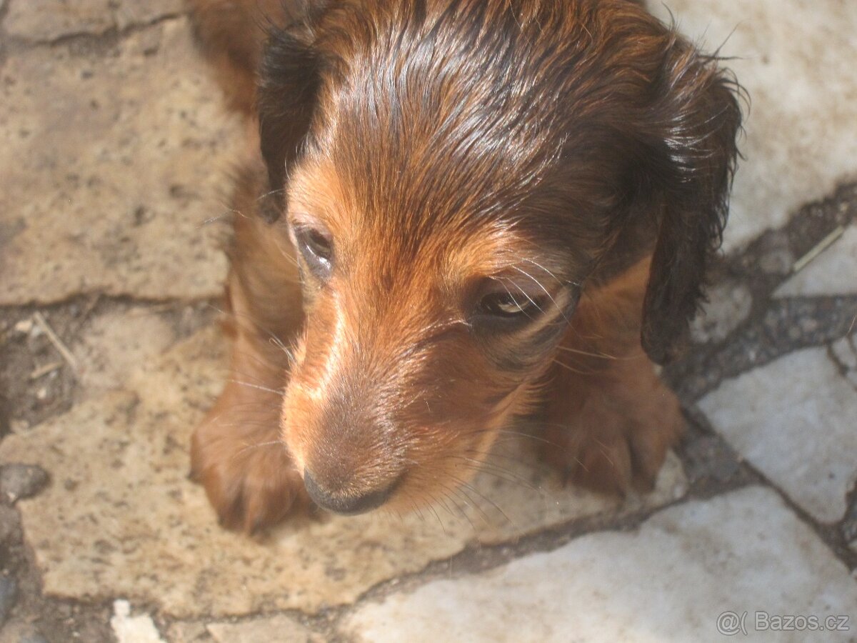 jezevčík dlouhosrstý trpasličí - 4