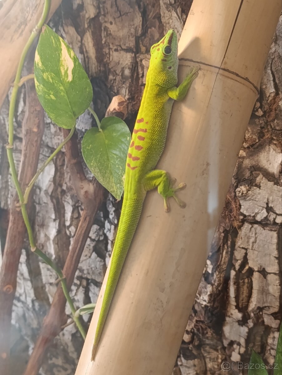 Kompletní terarijní set s felzumou (Phelsuma Grandis) - 4