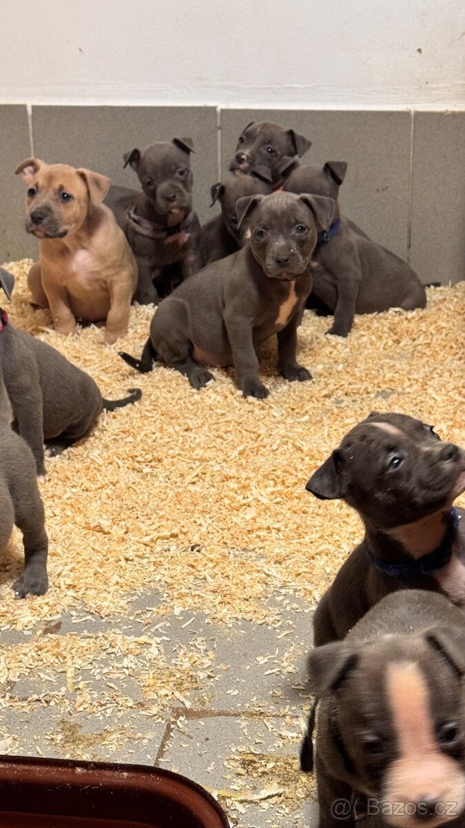 Americký stafordšírský teriér - 4