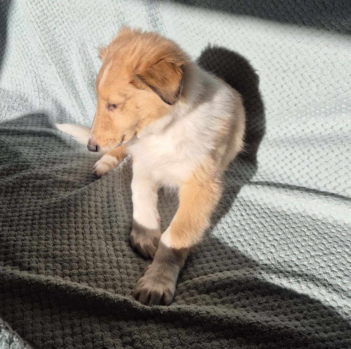 Štěně kolie hledá milující domov - 4