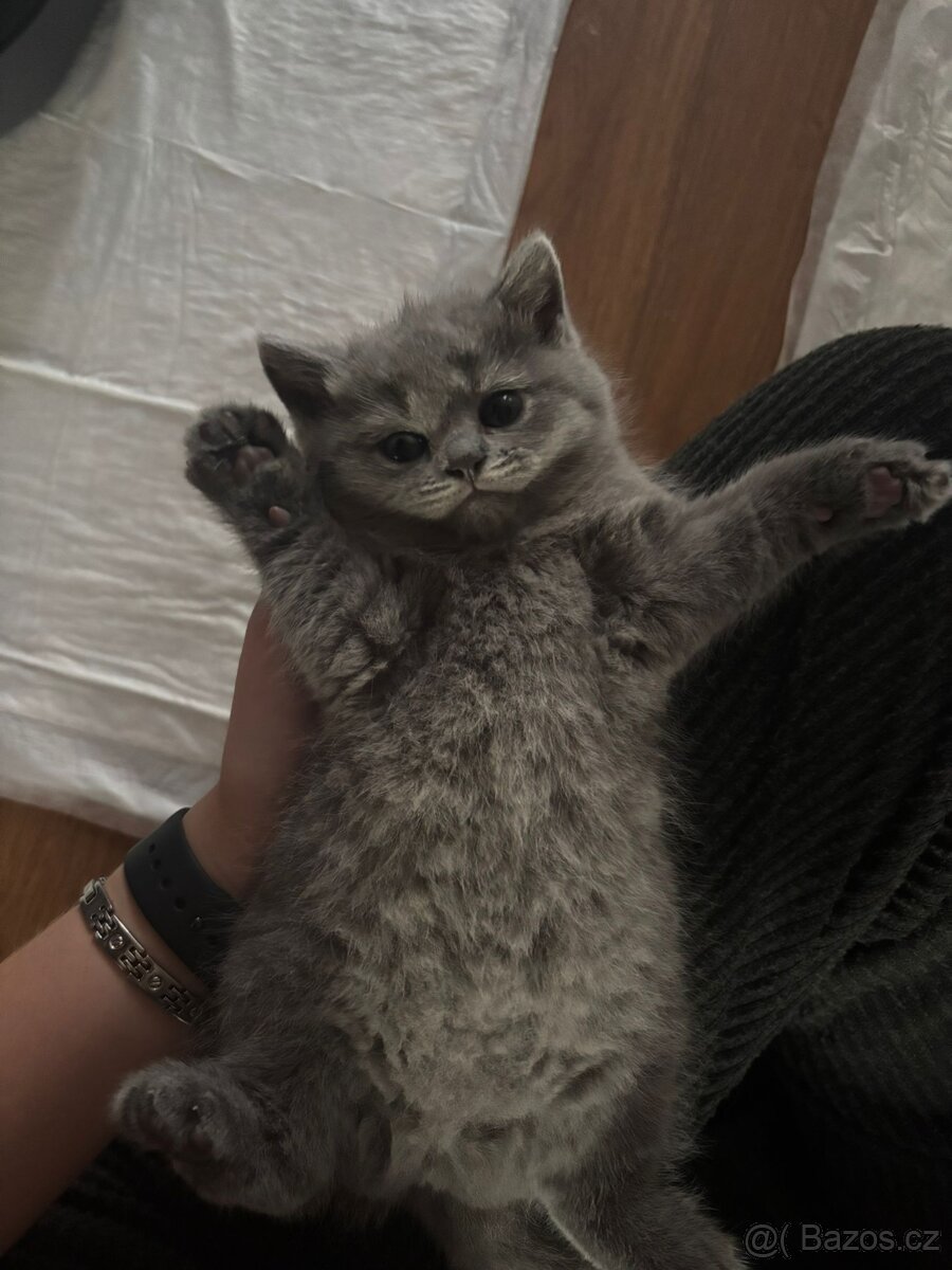 Britská koťátka - 4