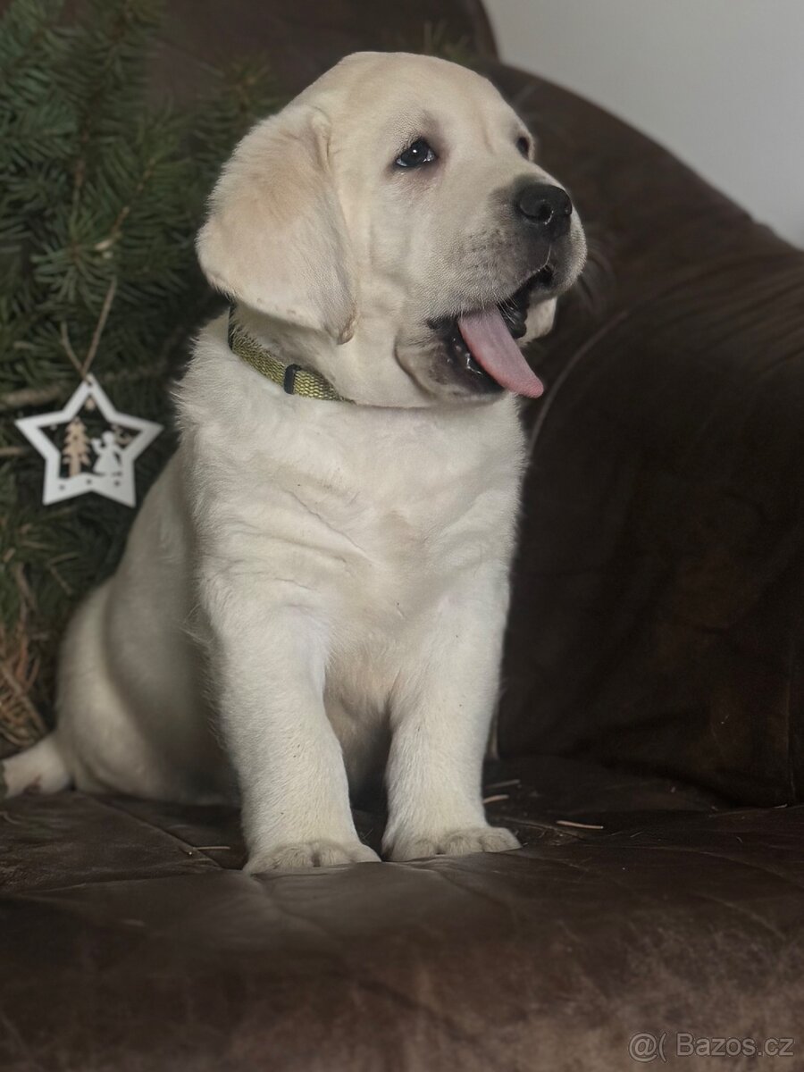 Labradorský retriever - 4