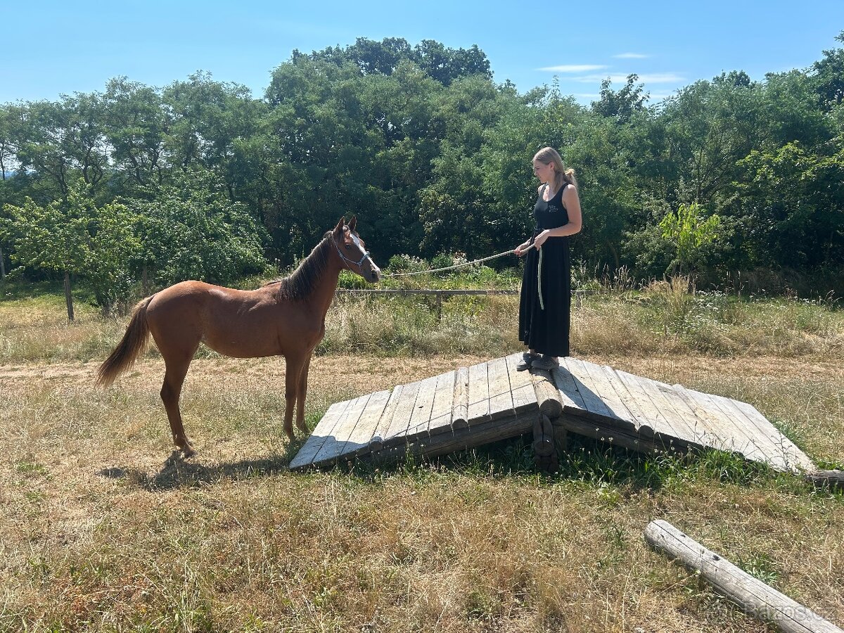 Na prodej Pony klisna 1/2 QH - 4