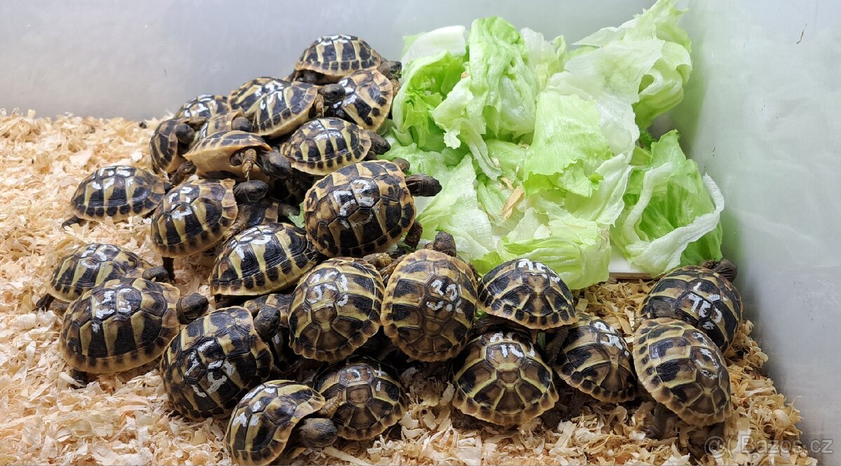 Mláďata želv zelenavých - 4