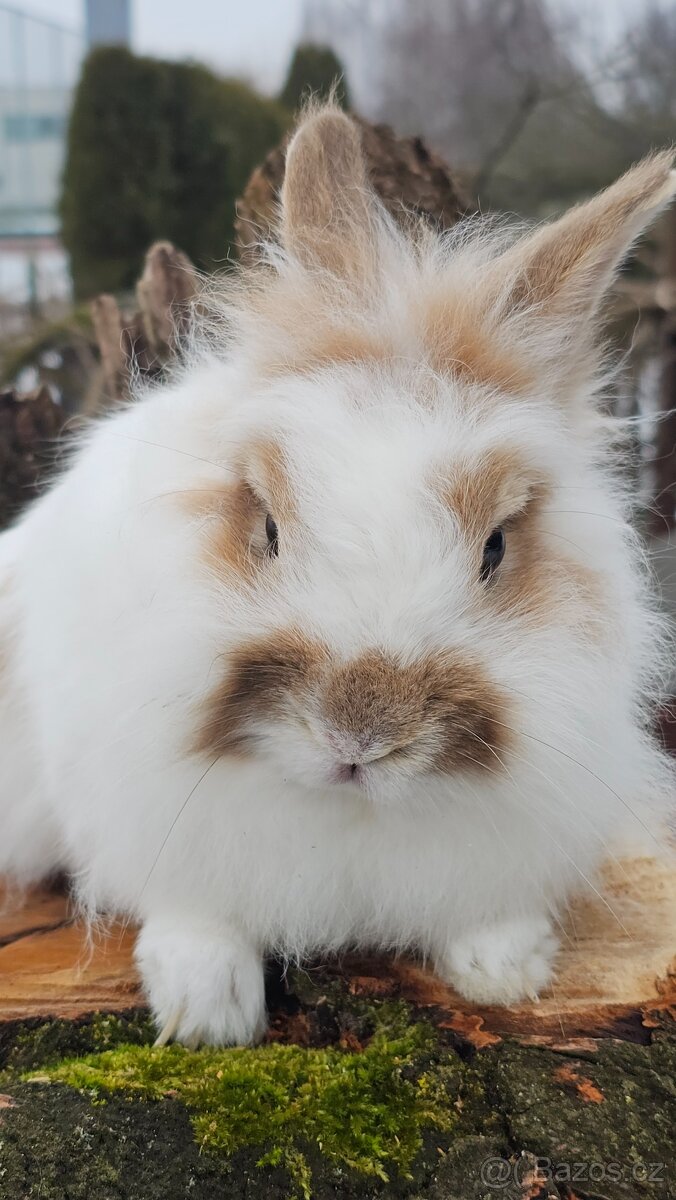 Lvíček zakrslý - 4