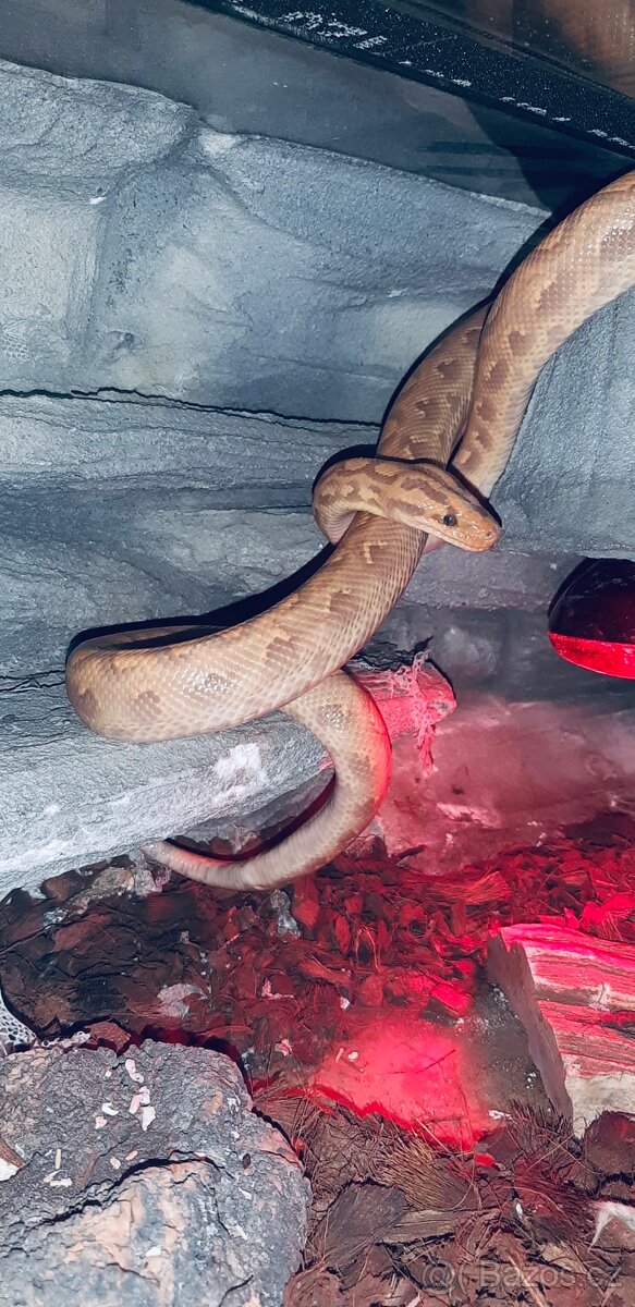 Hroznýšovec duhový forma banana - 4