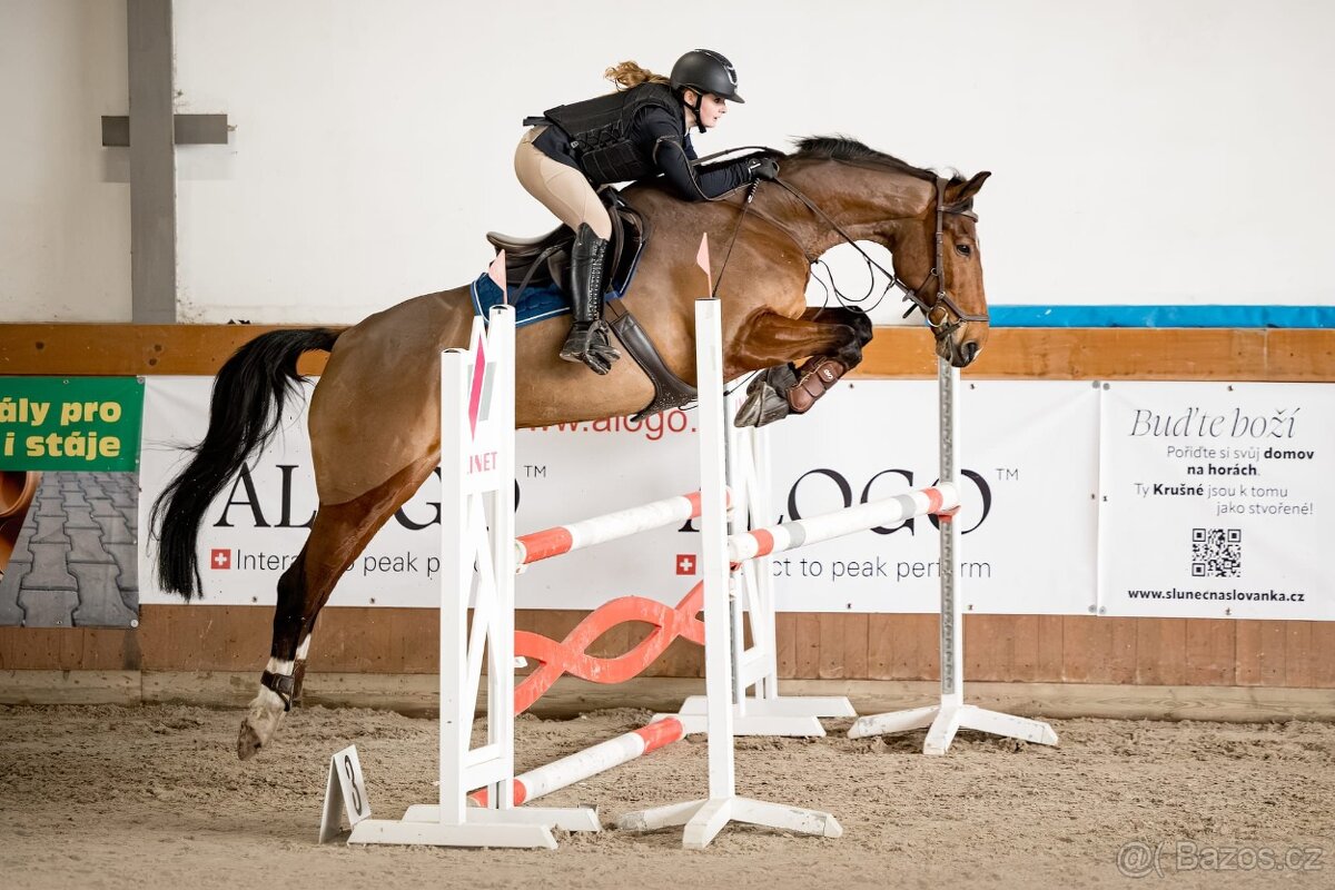 Prodám charakterního valacha - 4