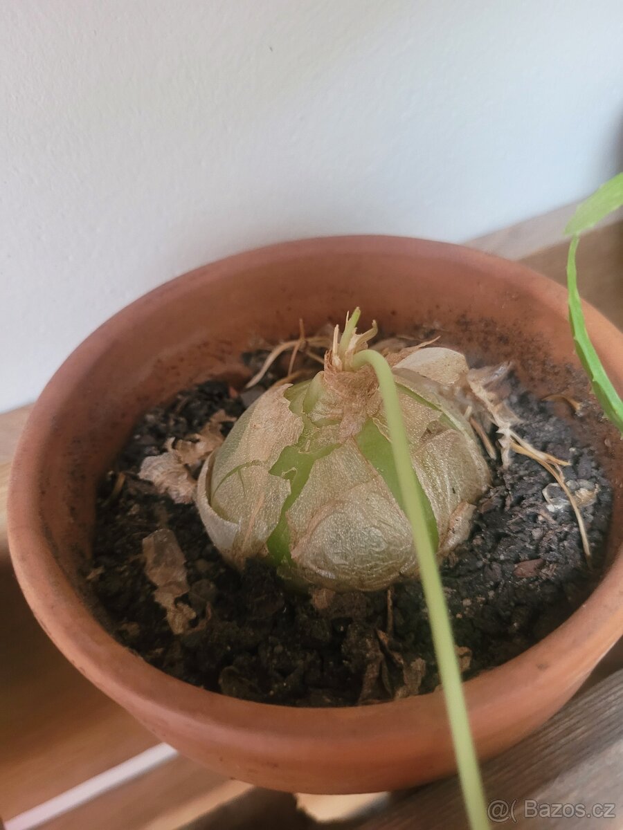 Bowiea volubilis - 4